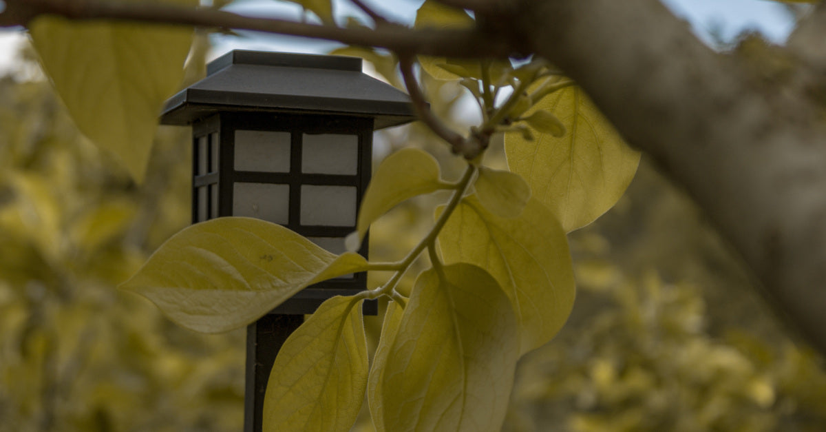 A solar lamp post stands next to a tree that features green leaves on its branches. The sky is blue in the background.